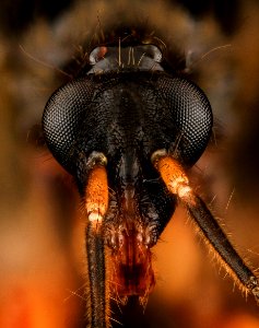 Assassin Bug, head, MD, Upper Marlboro 2013-09-15-13.47.53 ZS PMax photo