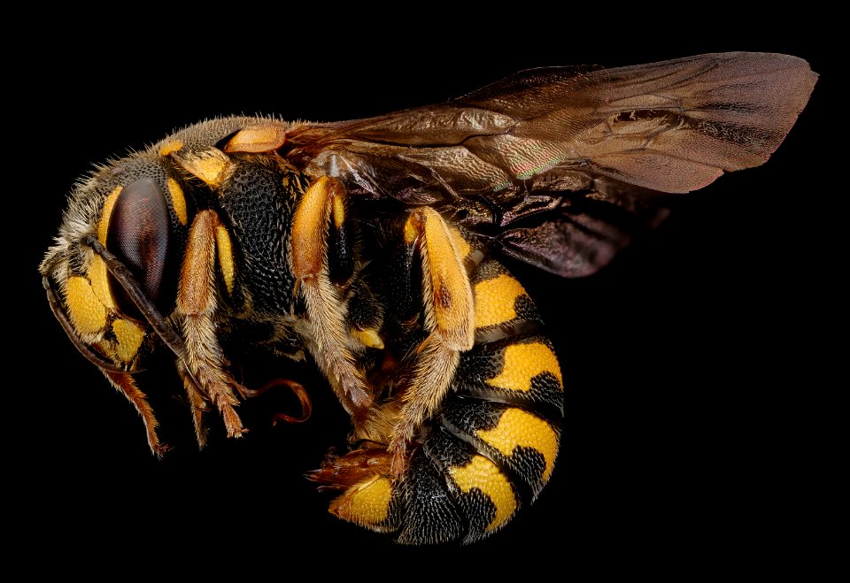 Dianthidium simile, m, left, Caroline Co., VA 2018-06-19-20.40.09 ZS PMax UDR