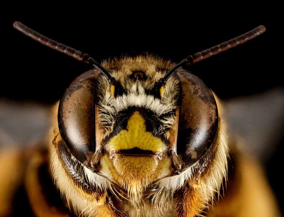 Centris smithii, M, face, Puerto Rico, Boqueron 2014-09-23-14.38.40 ZS PMax