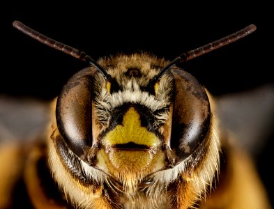 Centris smithii, M, face, Puerto Rico, Boqueron 2014-09-23-14.38.40 ZS PMax