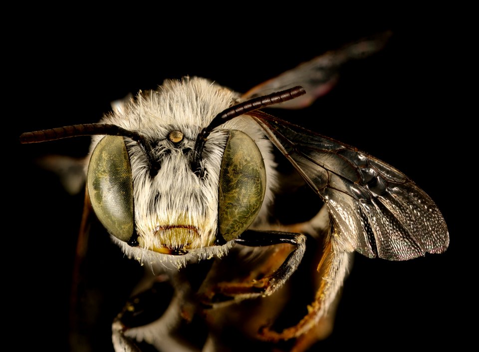 Anthophora curta, m, face, Cochise Co., San Simon, AZ 2016-07-19-18.27