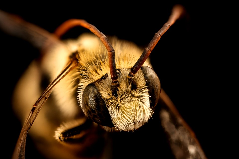 Melissodes manipularis, m, face, spring island, sc 2017-09-26-17.38