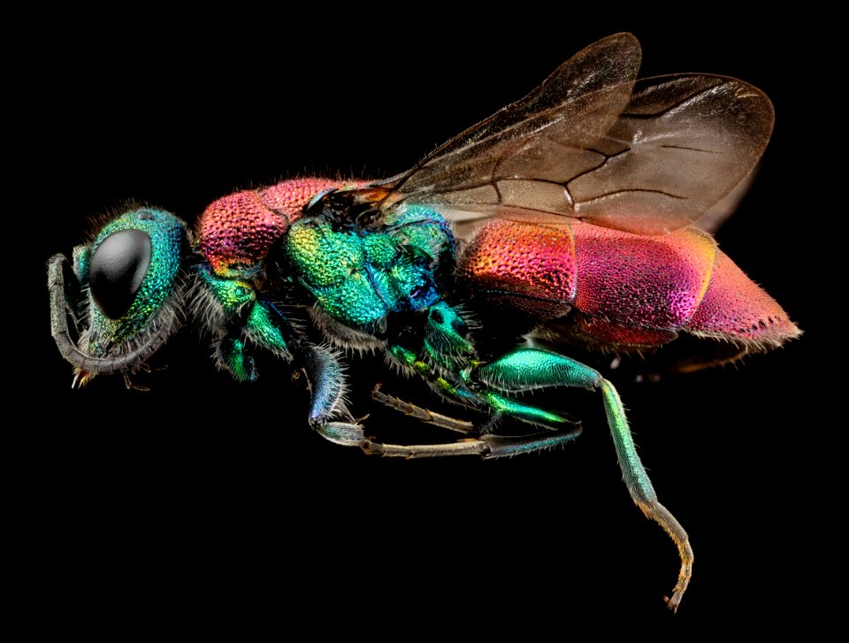 Chrysura species, chrysididae, kyrgystan, side 2014-08-10-10.08.35 ZS PMax