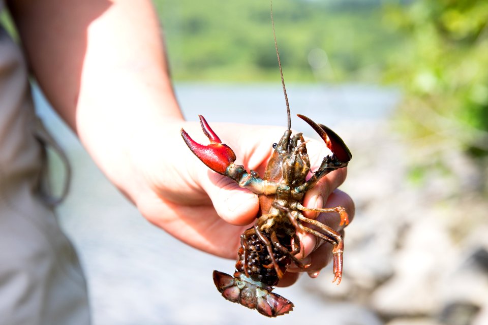 Female signal crayfish