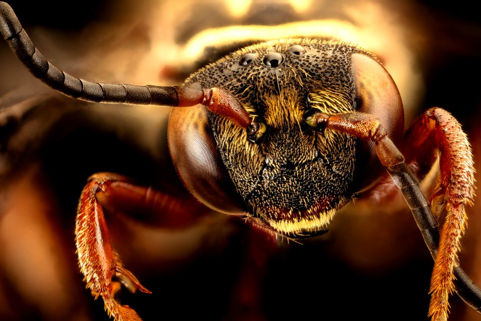 Triepeolus distinctus, f, anne arundel co, md, facewide 2016-08-31-16.50