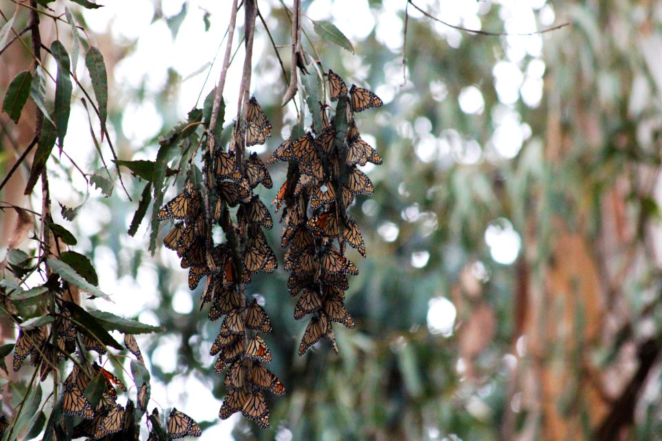 Western monarch roosting in Ellwood Mesa.