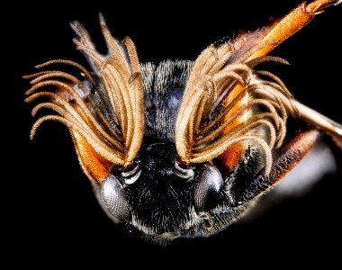 Ripiphorus species, U, face, Tennessee, Blount County 2013-02-07-14.43.31 ZS PMax