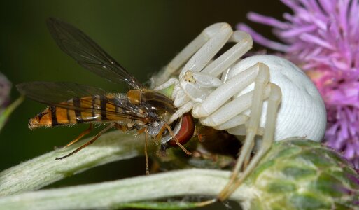 Prey brine fly episyrphus photo