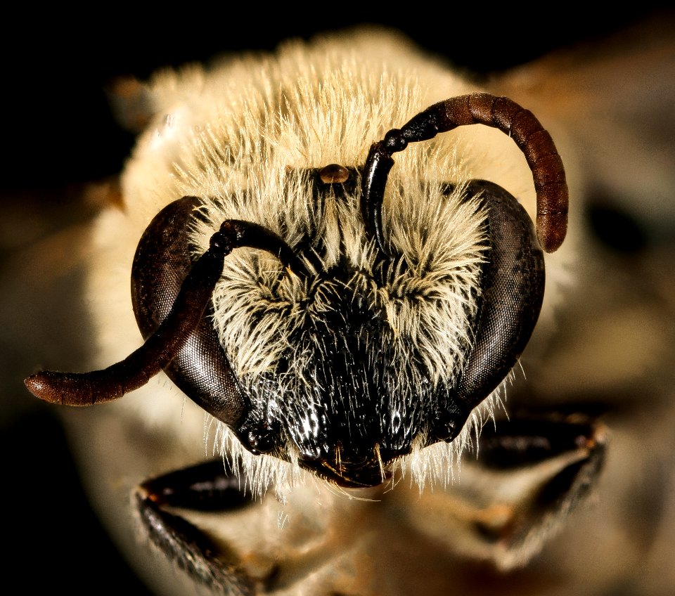 Colletes phaceliae, f, face, Pennington Co, SD 2016-02-02-11.05