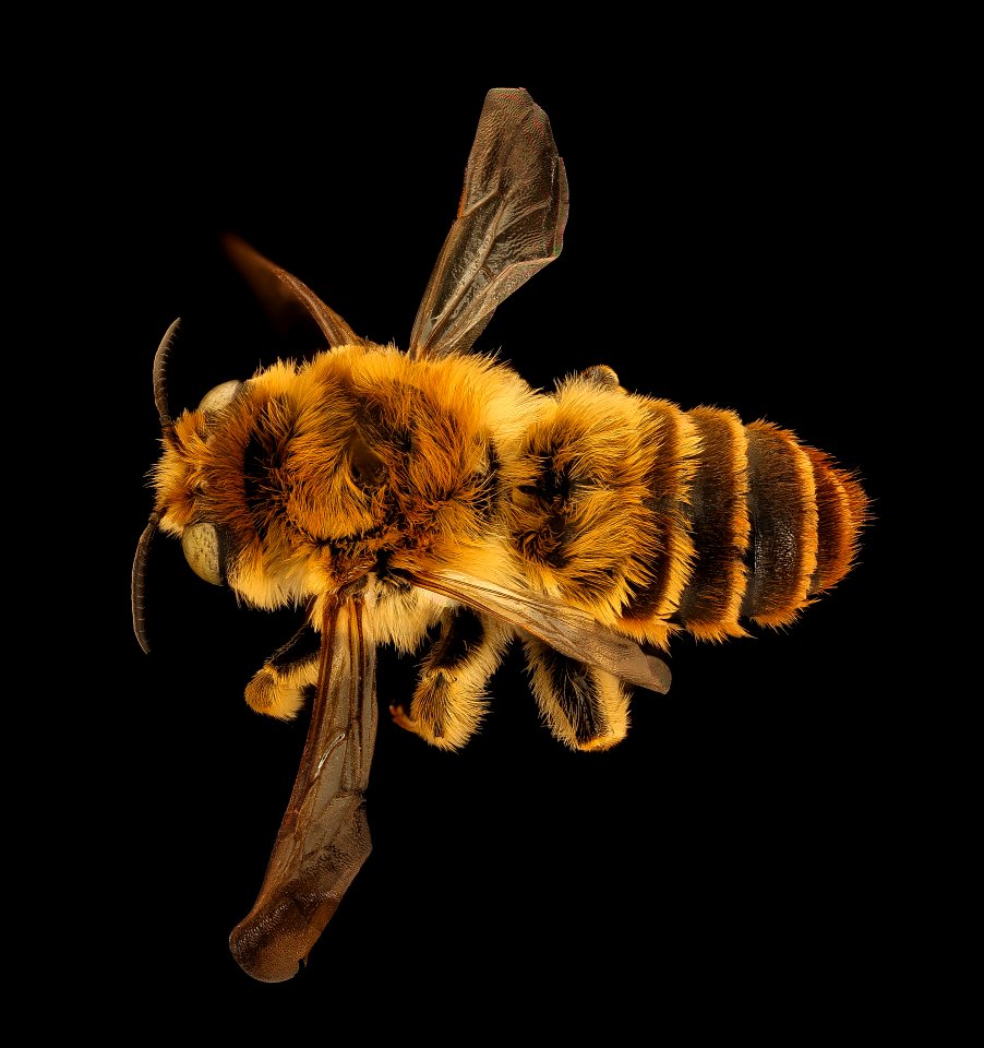 Lithurgus chrysurus, m, back, Pika County, PA 2019-03-22-01.32.36 ZS PMax UDR