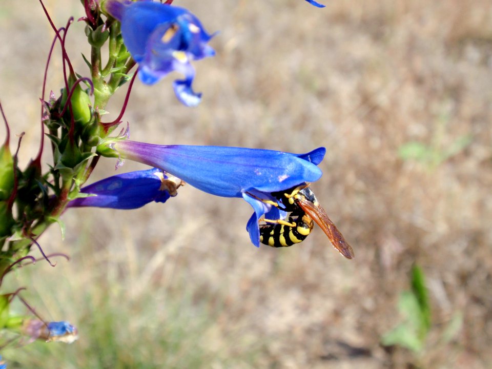 Showy penstemon, a native wildflower in Nevada