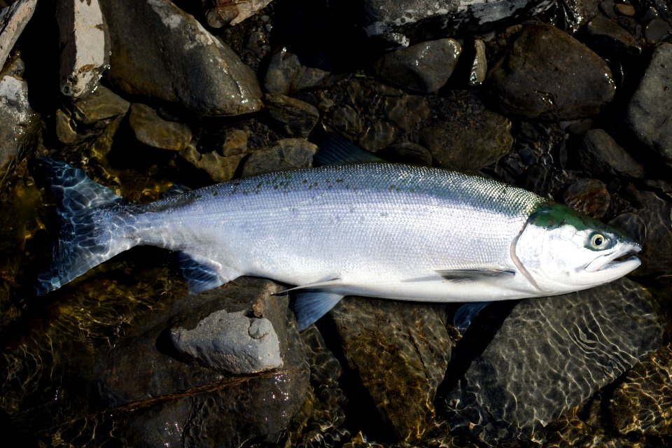 First catch