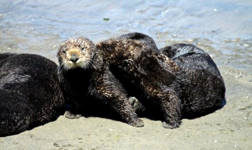 Hauled out sea otters on the beach photo