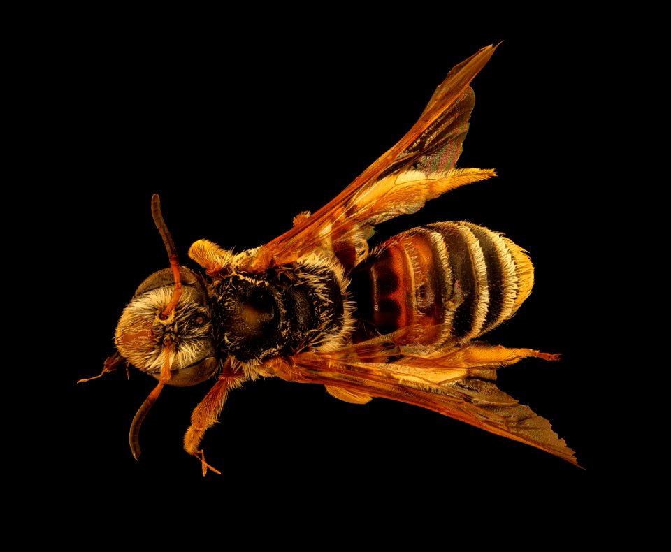 Andrena prunorum, m, back, Pennington, SD 2018-10-12-13.26.07 ZS