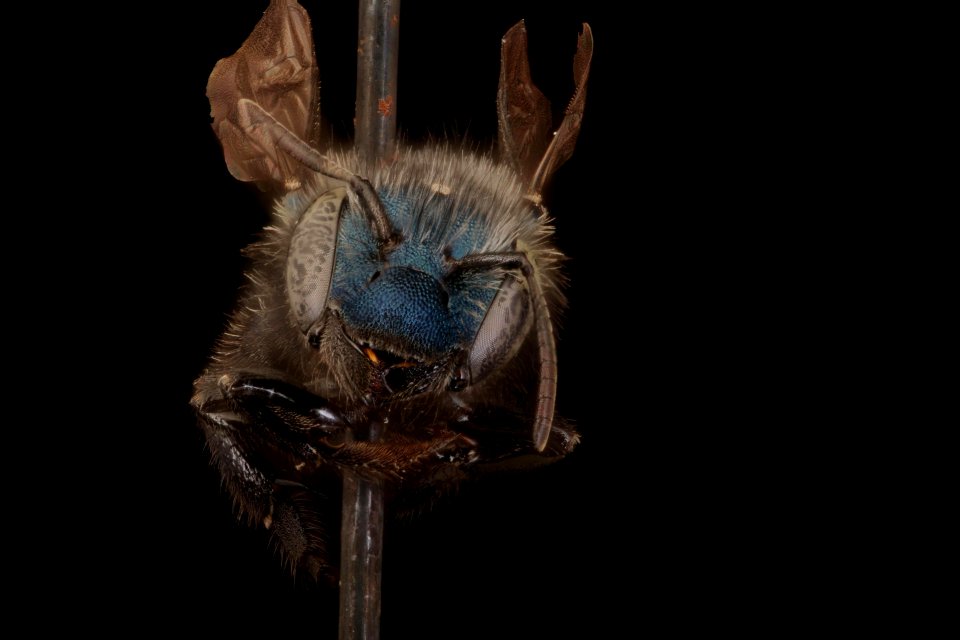 Osmia bakeri, face, maricopa, ca