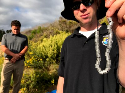 Endangered Ridgway's rail release, Batiquitos Lagoon, California photo