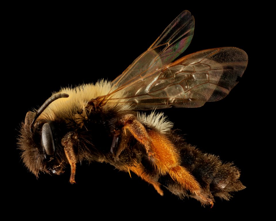 Andrena clarkella, F, side 1, Hancock co 2014-01-06-14.20.45 ZS PMax-Recovered