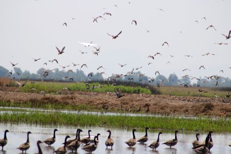 Ducks and geese at Sacramento National Wildlife Refuge photo