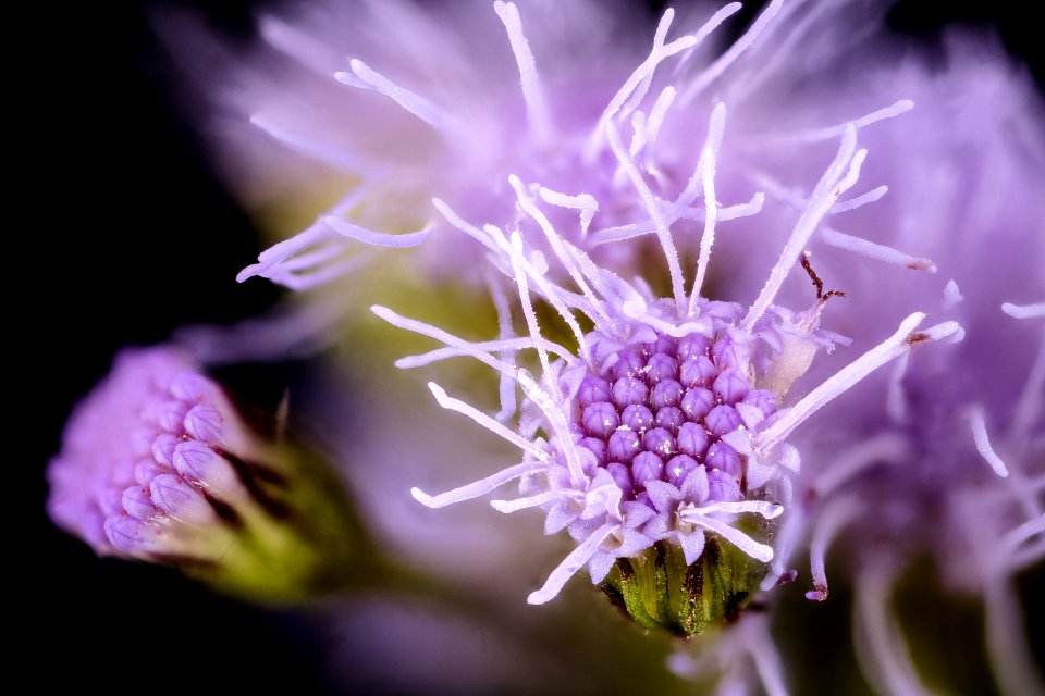 Conoclinium coelestinum 3, Mistflower, Howard County, MD, Helen Lowe Metzman 2017-09-28-16.51