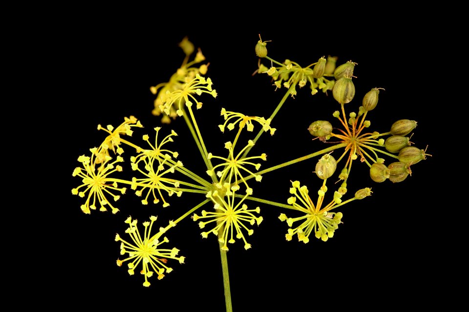 Cicuta maculata, Water Hemlock, developing seeds, Howard County, Md, Helen Lowe Metzman 2019-03-22-18.12.29 ZS PMax UDR 1