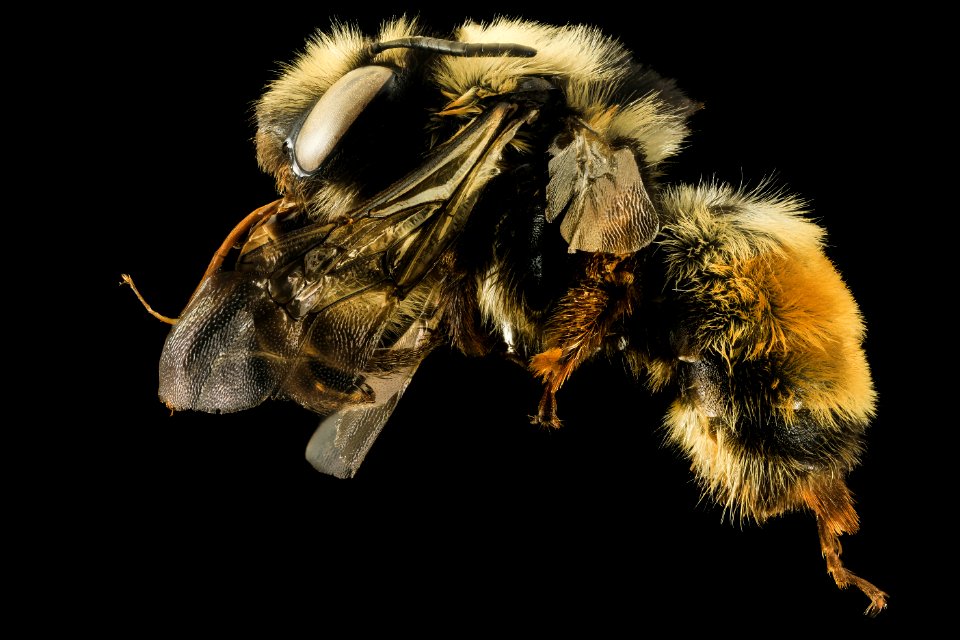 Anthophora bomboides, F, side, San Juan Co., Washington 2014-01-17-17.34