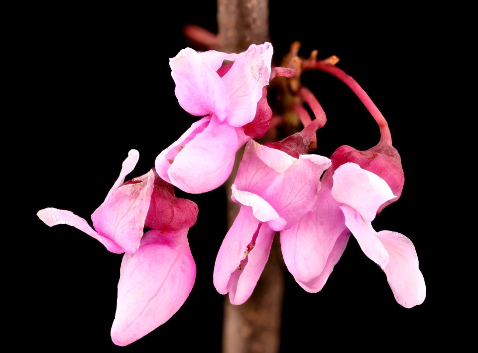 Cercis canadensis, Redbud, Howard County, Md,  2018-05-17-15.13