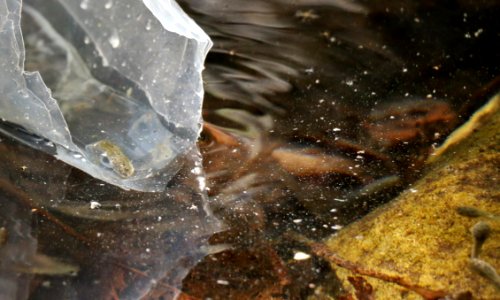 Mountain yellow-legged frog release into the wild photo