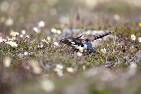 Semipalmated plover wing display photo