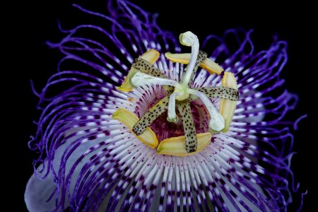 Passiflora incarnata 4, Passionflower, Howard County, Md., Helen Lowe Metzman 2019-10-23-19.34.15 ZS PMax UDR