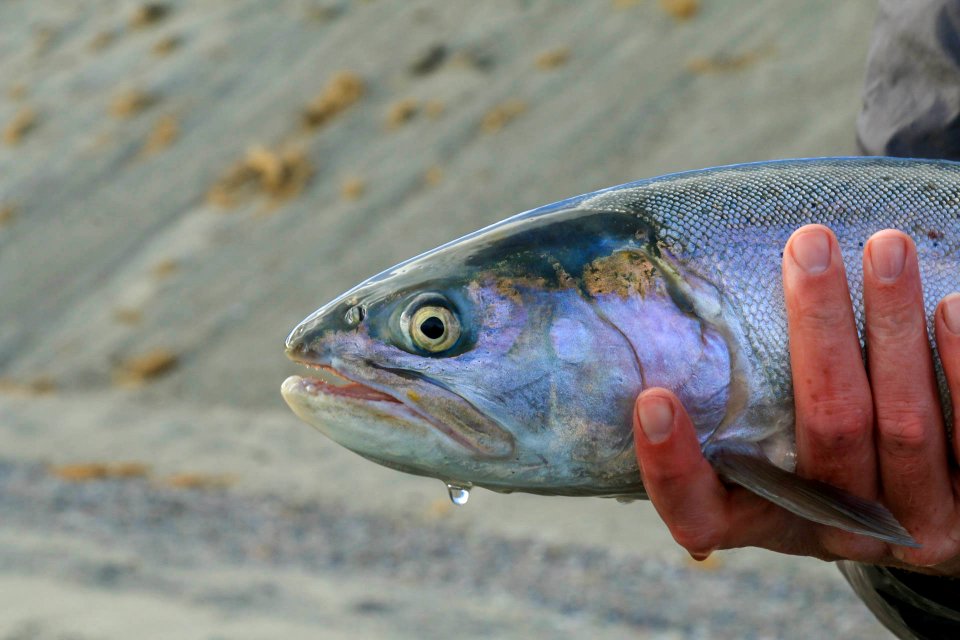 Lahontan cutthroat trout