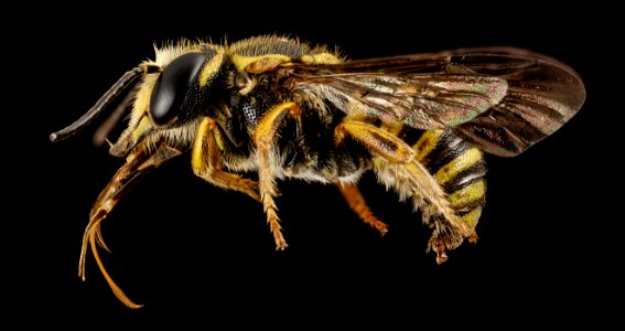 Paranthidium jugatorium, m, ga, baker, side 2015-01-08-17.14.09 ZS PMax
