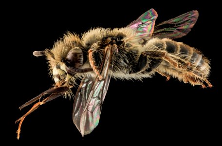 Calliopsis nebraskensis, male, side, wallingford town, CT 2013-10-25-19.31.59 ZS PMax photo