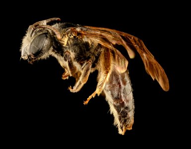Andrena atlantica, f, left side, Prince George's Co., MD 2017-03-15-12.34