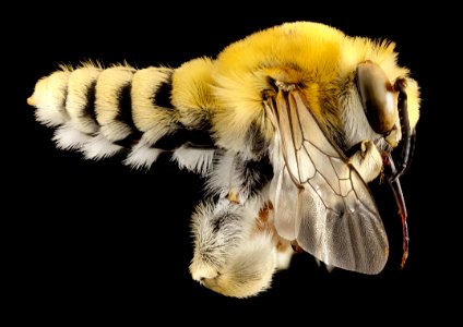 habropoda excellens, m, ut, side 2014-10-11-21.02.00 ZS PMax