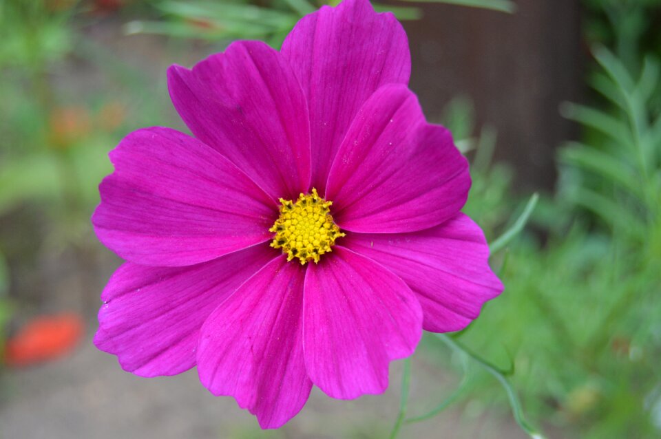 Onętek flower plant