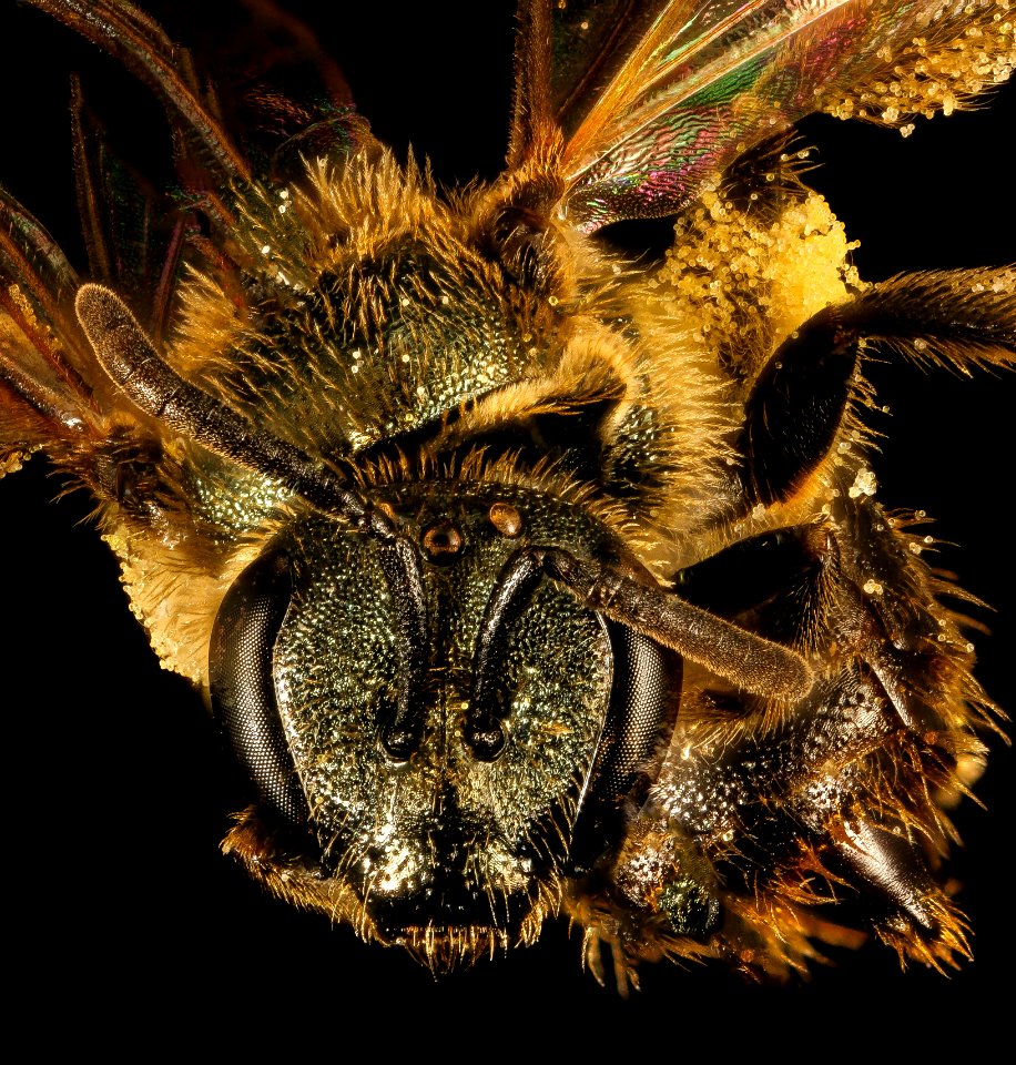 Lasioglossum cressonii, f, face, Maine, Du Clos 2015-12-01-14.08