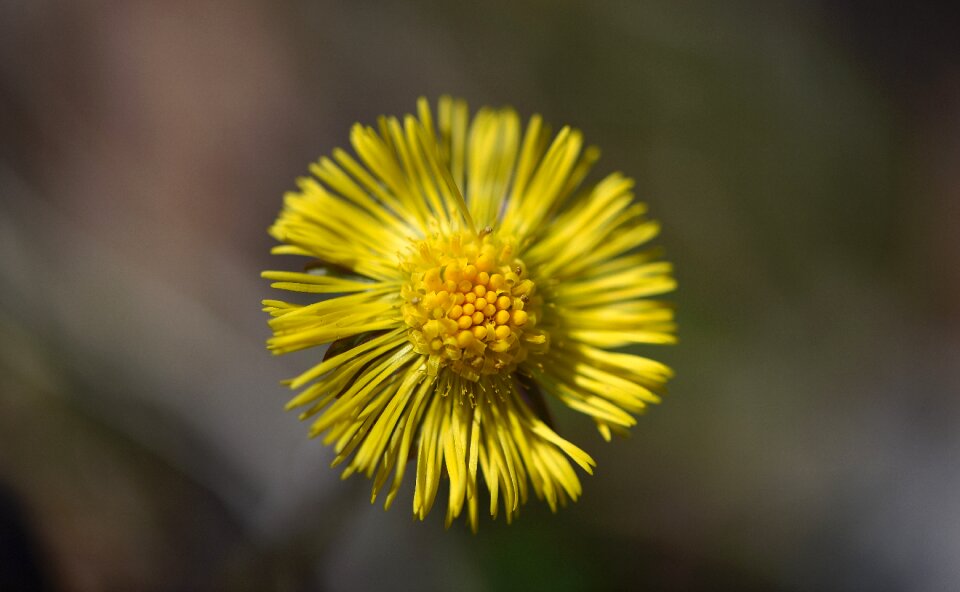 Forest flower early bloomer spring