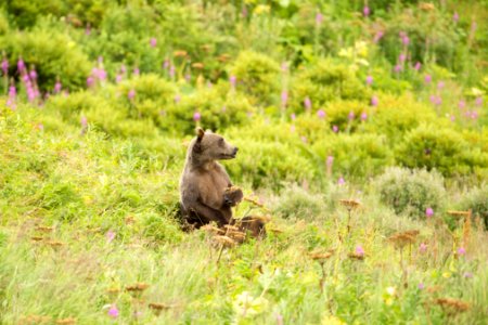 Cub on break