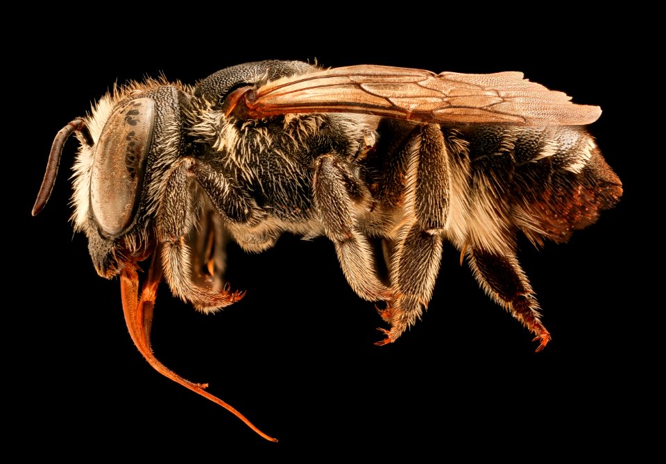 Megachile apicalis, f, left, Yolo Co., CA 2019-03-21-12.53.45 ZS PMax UDR
