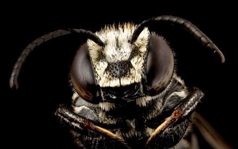 Coelioxys dolichos, m, face, md, kent county 2014-07-21-12.09.38 ZS PMax photo