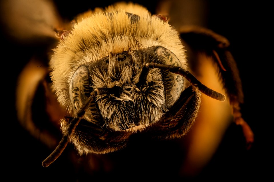 Melissodes comptoides, female, face, Talbot Co, MD 2018-11-15-16.16.18 ZS PMax UDR