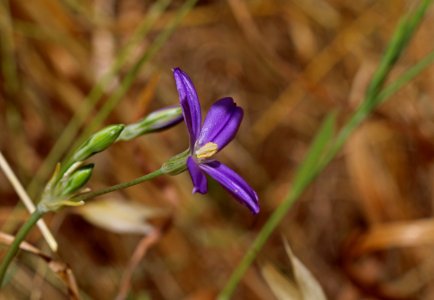 Thread-leaved brodiaea in San Diego County, CA photo