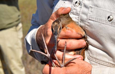 Light-footed Ridgway's rail banding and release at Batiquitos Lagoon