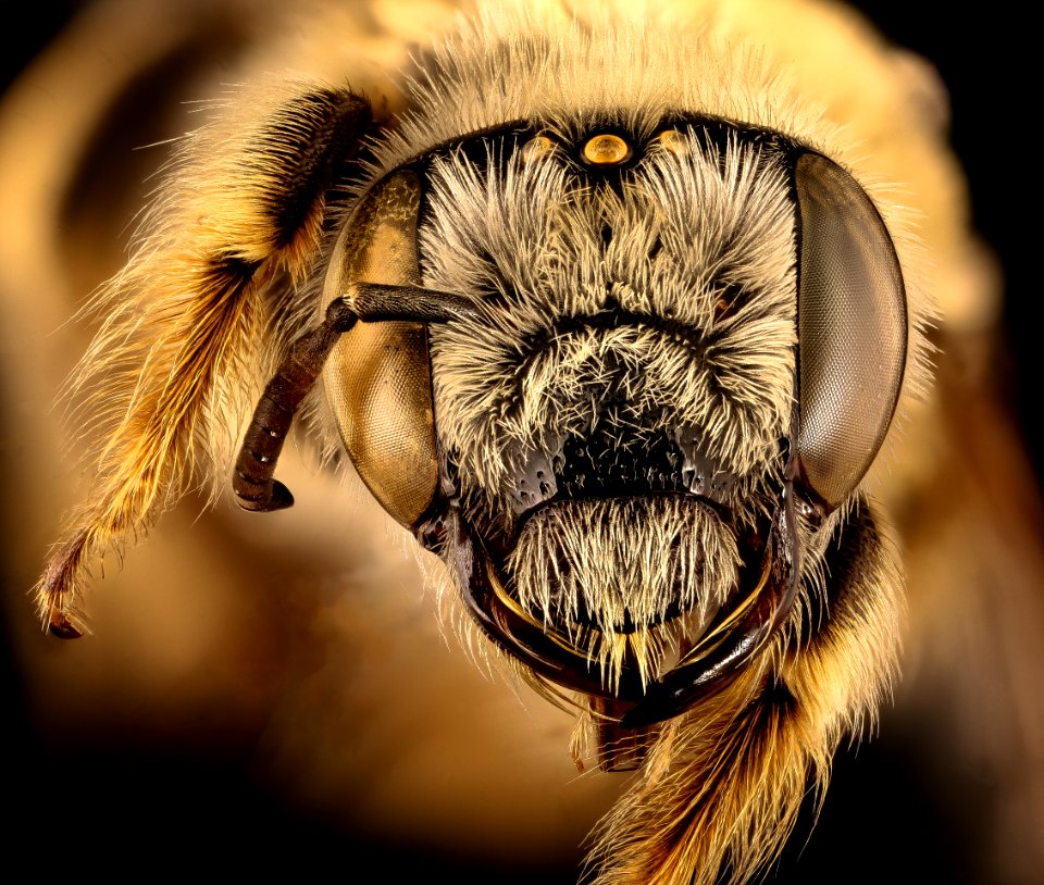 Diadasia australis, f, face, Jackson Co., SD 2018-06-19-19.22.37 ZS PMax UDR