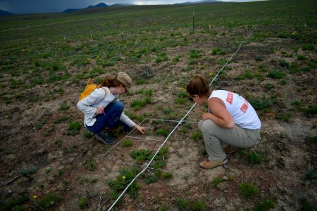 Monitoring native plant restoration efforts after the Martin Fire
