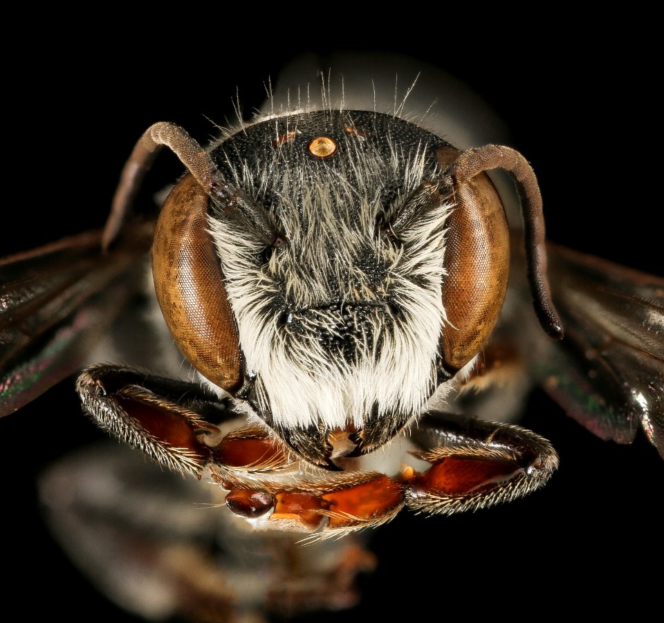 Megachile exilis, m, face, Pr. George's Co., MD 2016-03-16-00.05