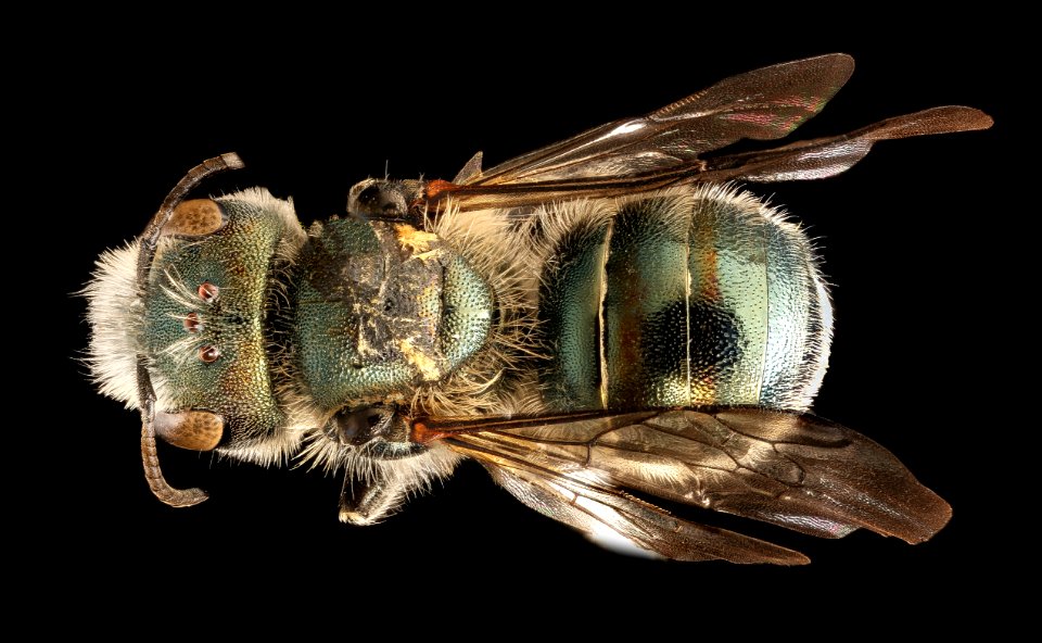 Osmia pumila, f, back, Charles Co. MD 2016-06-27-18.20