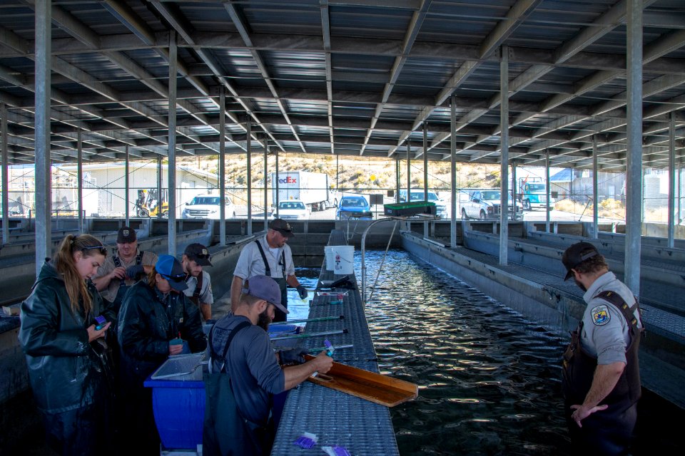 Lahontan National Fish Hatchery and Nevada Department of Wildlife tag Lahontan cutthroat trout