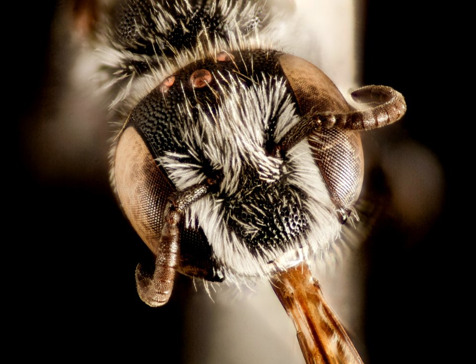 Ashmeadiella xenomastax, ca, santa barbara, face 2015-04-20-11.56.57 ZS PMax
