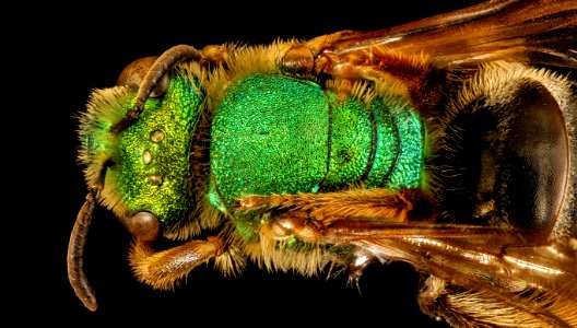 Agapostemon virescens, f, thorax, Caroline Co. MD 2016-04-15-17.38